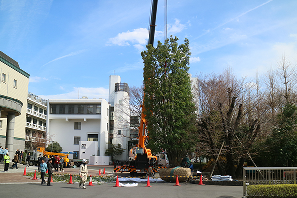 東京都市大学世田谷キャンパス　シンボルツリー植栽工事