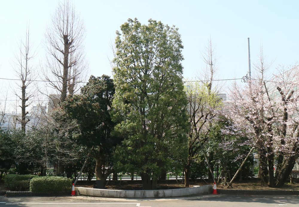 東京都市大学世田谷キャンパス　シンボルツリー植栽工事