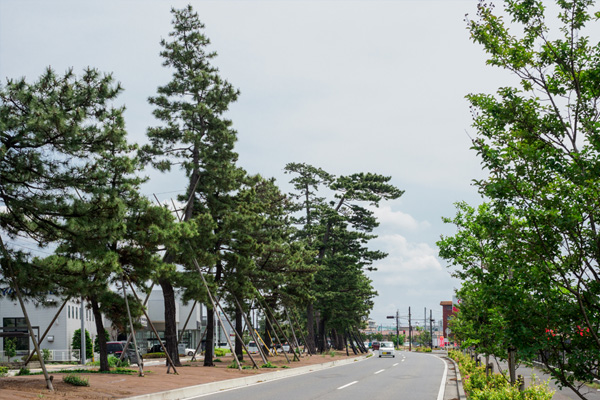 前橋市松並木