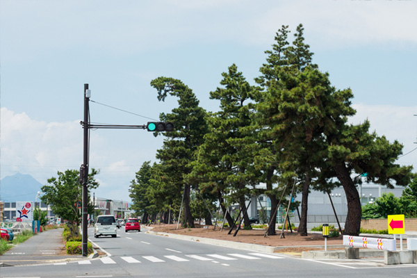 前橋市松並木