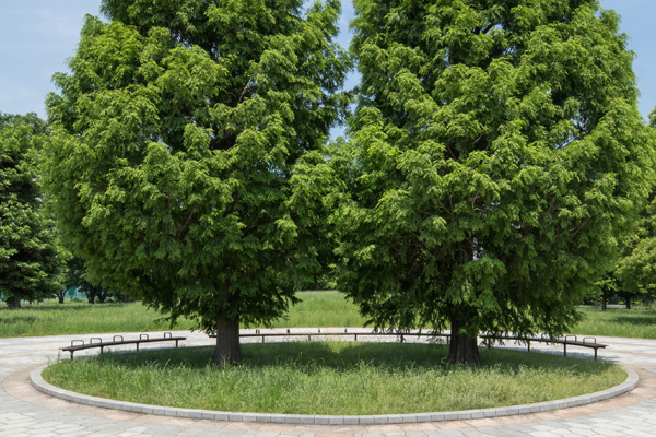 武蔵野の森公園