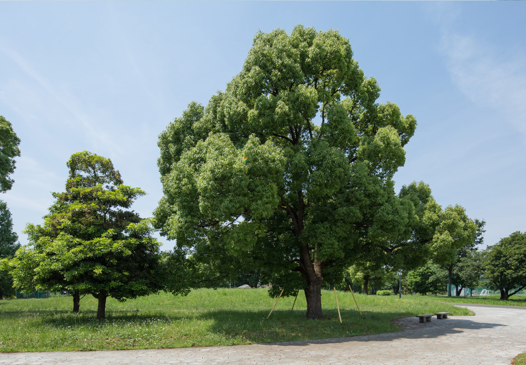 武蔵野の森公園