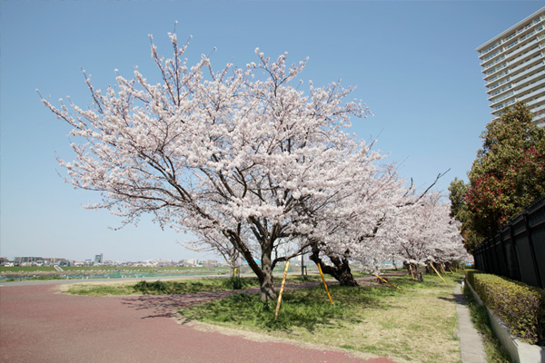 下丸子高規格堤防サクラ