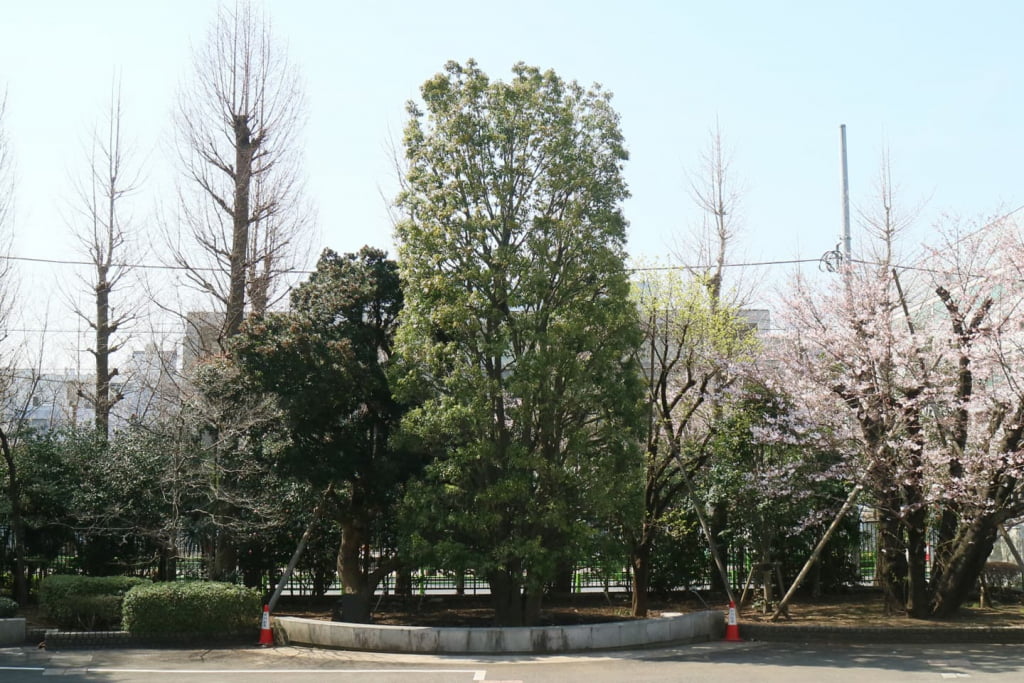 東京都市大学世田谷キャンパス　シンボルツリー植栽工事